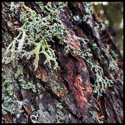 Mossy bark of a tree